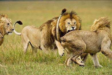 这么可爱一定是男孩子！《动森》2.0新村民米切尔引发热议