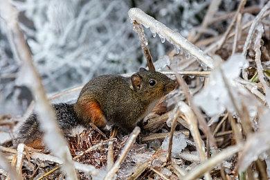 《杀戮尖塔2》正式公布2025年抢先体验